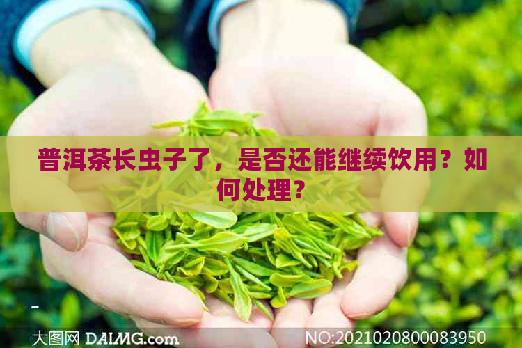 普洱茶长虫子了，是否还能继续饮用？如何处理？