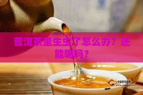 普洱茶里生虫了怎么办？还能喝吗？