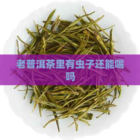 老普洱茶里有虫子还能喝吗