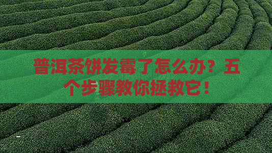 普洱茶饼发霉了怎么办？五个步骤教你拯救它！