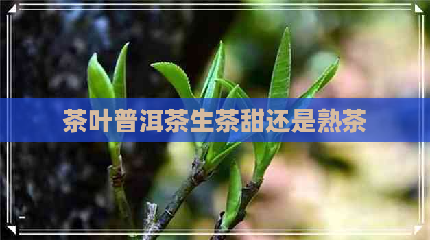 茶叶普洱茶生茶甜还是熟茶