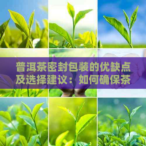 普洱茶密封包装的优缺点及选择建议：如何确保茶叶品质和保存效果？