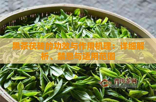 黑茶茯砖的功效与作用机理：详细解析、禁忌与适用范围