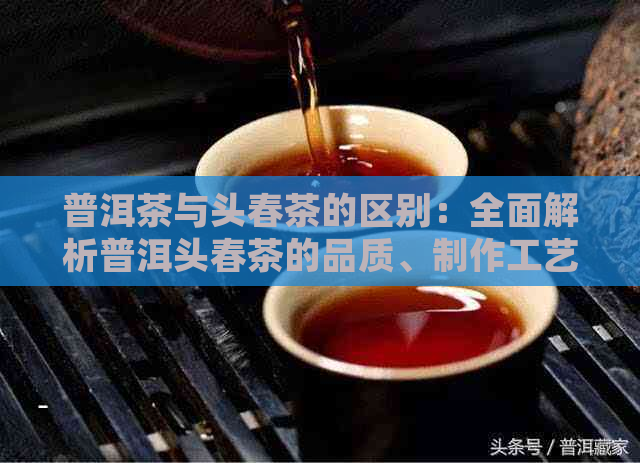 普洱茶与头春茶的区别：全面解析普洱头春茶的品质、制作工艺与饮用体验