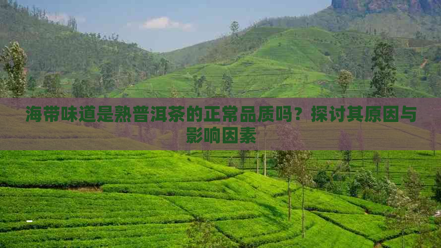 海带味道是熟普洱茶的正常品质吗？探讨其原因与影响因素