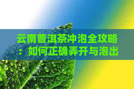 云南普洱茶冲泡全攻略：如何正确弄开与泡出好喝的普洱茶？