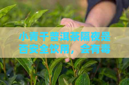 小青干普洱茶隔夜是否安全饮用，会有吗？小青柑普洱茶隔夜泡还能否享用？