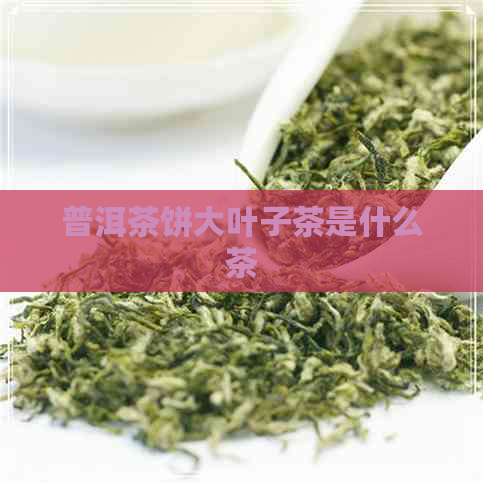 普洱茶饼大叶子茶是什么茶