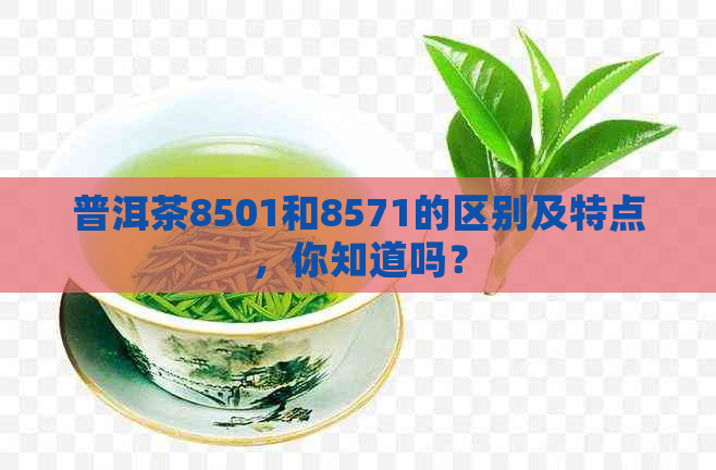 普洱茶8501和8571的区别及特点，你知道吗？