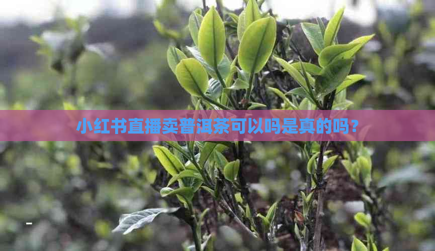 小红书直播卖普洱茶可以吗是真的吗？