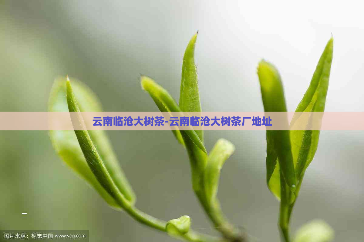 云南临沧大树茶-云南临沧大树茶厂地址