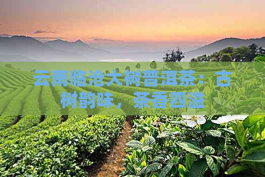 云南临沧大树普洱茶：古树韵味，茶香四溢