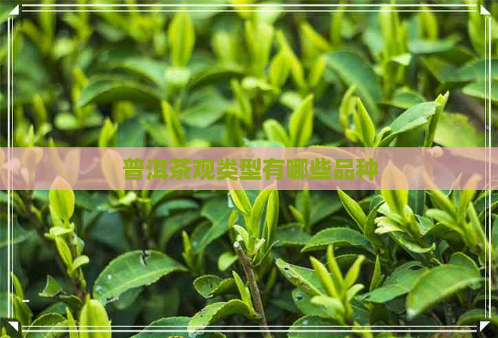 普洱茶观类型有哪些品种