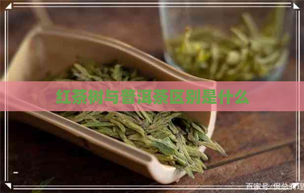 红茶树与普洱茶区别是什么