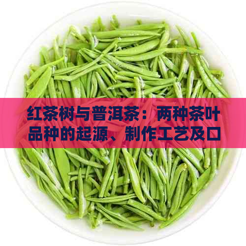 红茶树与普洱茶：两种茶叶品种的起源、制作工艺及口感对比解析