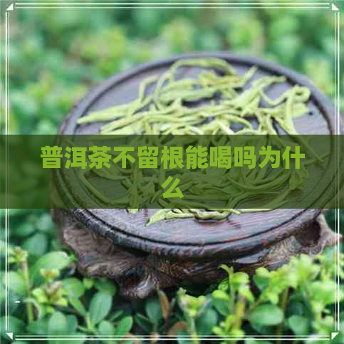 普洱茶不留根能喝吗为什么