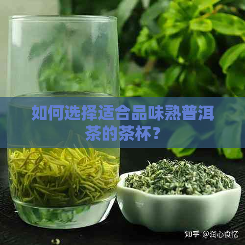 如何选择适合品味熟普洱茶的茶杯？