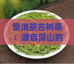 普洱茶古树茶：源自深山的珍稀茶叶，历经岁月沉淀的无尽韵味