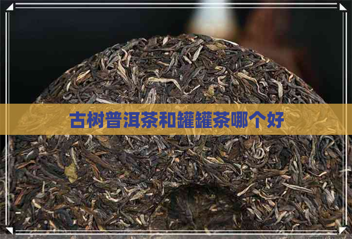 古树普洱茶和罐罐茶哪个好