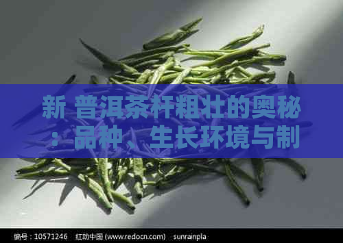 新 普洱茶杆粗壮的奥秘：品种、生长环境与制作工艺的深度剖析