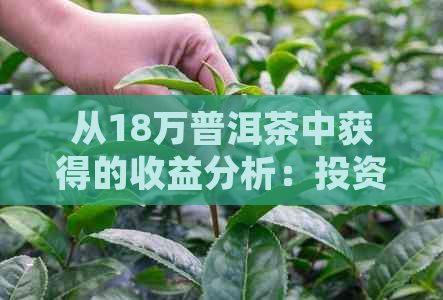 从18万普洱茶中获得的收益分析：投资回报率及潜在利润探讨