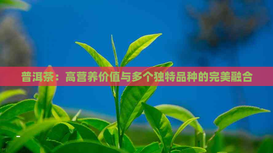 普洱茶：高营养价值与多个独特品种的完美融合