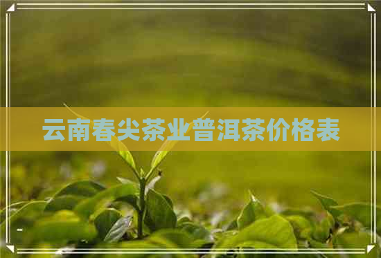 云南春尖茶业普洱茶价格表