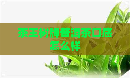 茶王树牌普洱茶口感怎么样