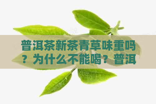 普洱茶新茶青草味重吗？为什么不能喝？普洱茶新茶为什么会有青草味？