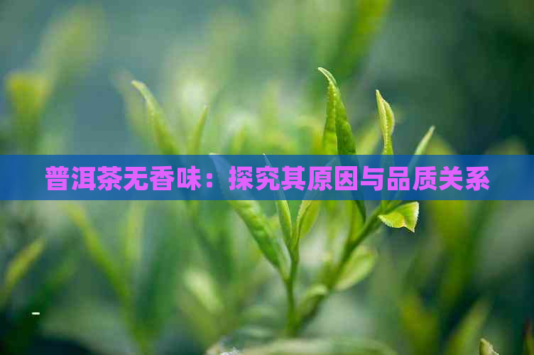 普洱茶无香味：探究其原因与品质关系