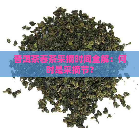 普洱茶春茶采摘时间全解：何时是采摘节？