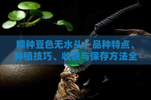 糯种豆色无水头：品种特点、种植技巧、收获与保存方法全面解析