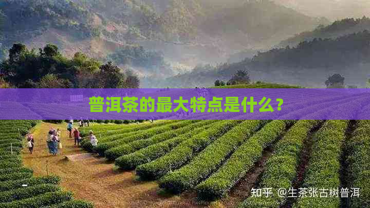 普洱茶的更大特点是什么？