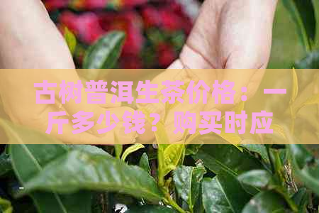 古树普洱生茶价格：一斤多少钱？购买时应注意哪些因素？