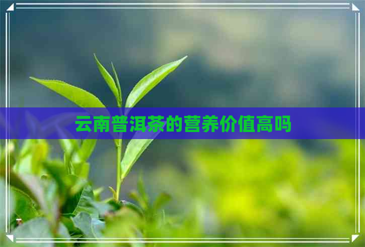 云南普洱茶的营养价值高吗