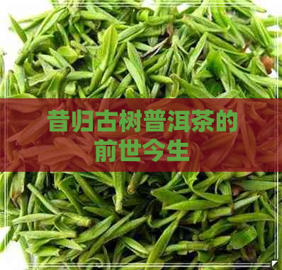 昔归古树普洱茶的前世今生