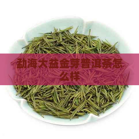 勐海大益金芽普洱茶怎么样