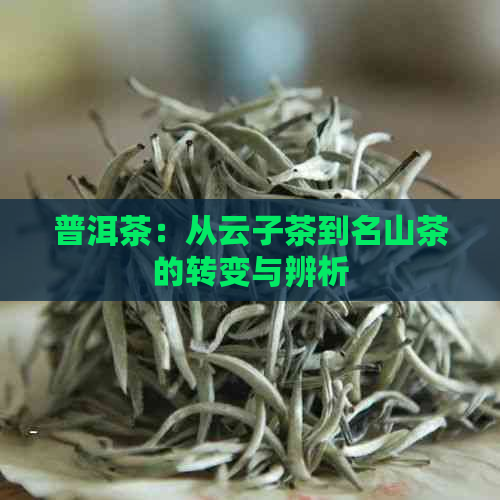 普洱茶：从云子茶到名山茶的转变与辨析