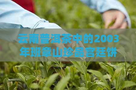 云南普洱茶中的2003年班章山珍品宫廷饼：详细介绍、品质特点及品饮方法