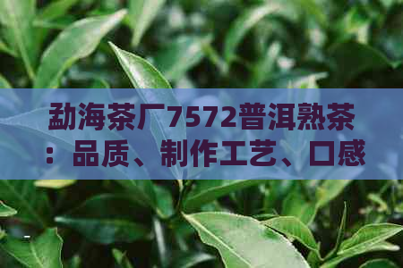 勐海茶厂7572普洱熟茶：品质、制作工艺、口感、保存方法及购买渠道全面解析