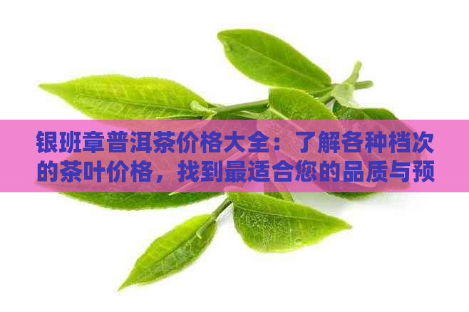 银班章普洱茶价格大全：了解各种档次的茶叶价格，找到最适合您的品质与预算