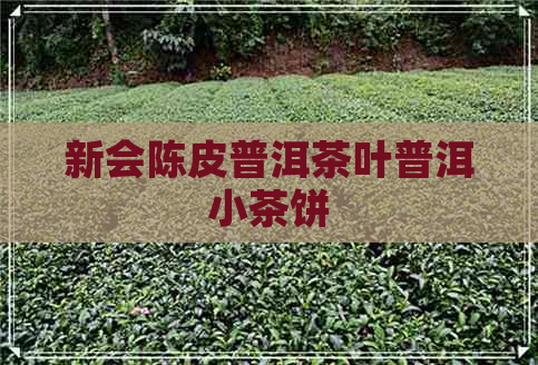 新会陈皮普洱茶叶普洱小茶饼