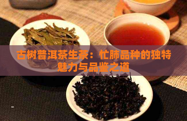 古树普洱茶生茶：忙肺品种的独特魅力与品鉴之道