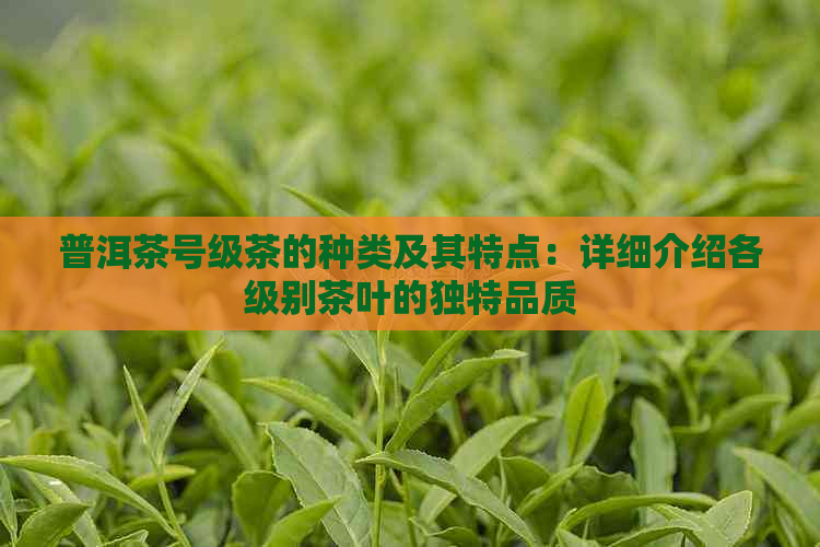 普洱茶号级茶的种类及其特点：详细介绍各级别茶叶的独特品质