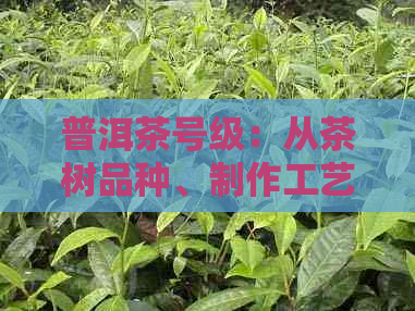 普洱茶号级：从茶树品种、制作工艺到品饮方法的全面解析