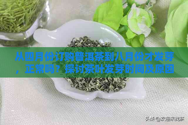 从四月份订购普洱茶到八月份才发芽，正常吗？探讨茶叶发芽时间及原因