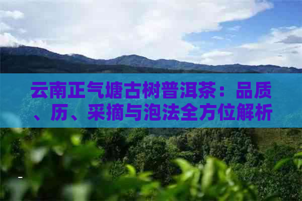 云南正气塘古树普洱茶：品质、历、采摘与泡法全方位解析