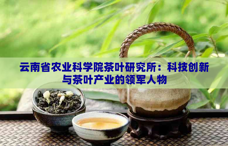 云南省农业科学院茶叶研究所：科技创新与茶叶产业的领军人物