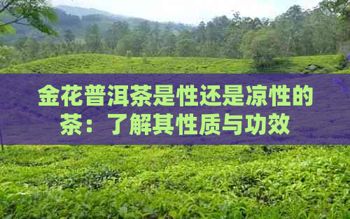 金花普洱茶是性还是凉性的茶：了解其性质与功效