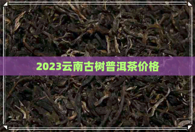 2023云南古树普洱茶价格